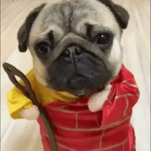 Meet your Posher, Tong